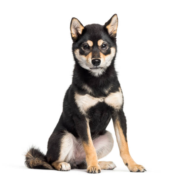 Young Shiba Inu sitting against white background Young Shiba Inu sitting against white background shiba inu black and tan stock pictures, royalty-free photos & images
