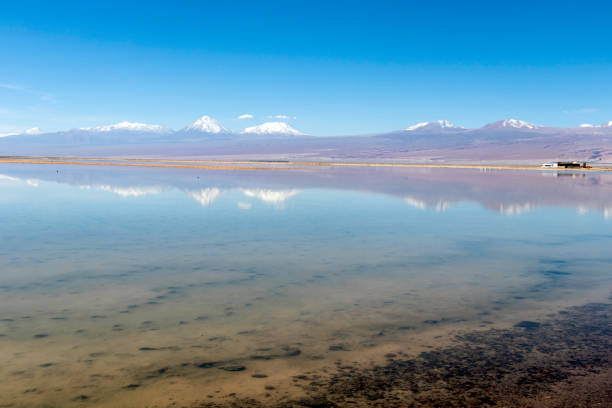 la laguna di chaxa: parte della riserva nazionale di los flamencos, posta nel mezzo del salar de atacama, cile - panoramic nature atacama region south america foto e immagini stock