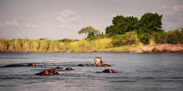 istock Hippopotamus in Lower Zambezi River, Africa 1154944326