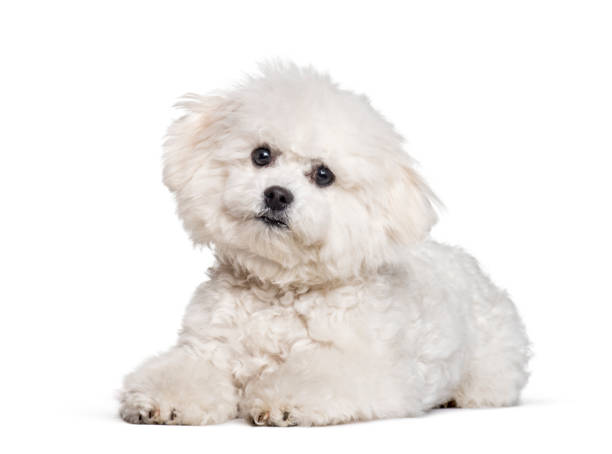 istock Bichon Frise looking at camera against white background 1154944336