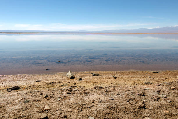 la laguna di chaxa: parte della riserva nazionale di los flamencos, posta nel mezzo del salar de atacama, cile - panoramic nature atacama region south america foto e immagini stock