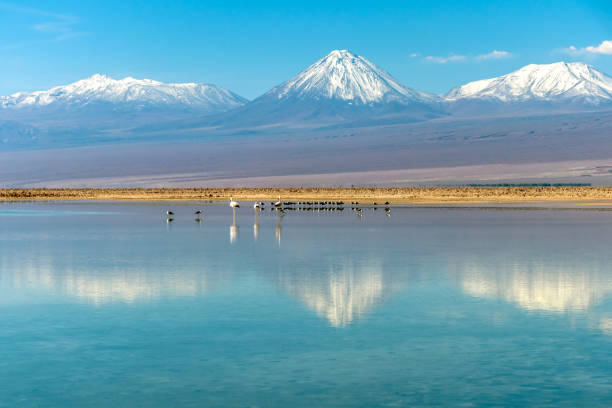 die lagune chaxa: teil des los flamencos national reserve, mitten im salar de atacama, chile - salar stock-fotos und bilder