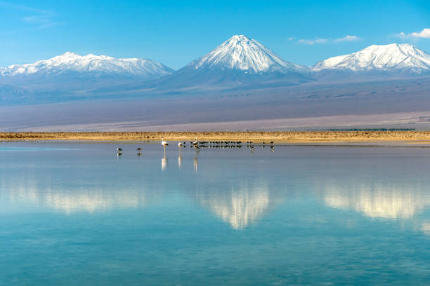 The Chaxa Lagoon : part of the Los Flamencos National Reserve, placed in the middle of the Salar de Atacama, Chile Beautiful landscape of the Chaxa Lake (Laguna Chaxa) with reflection of surroundings and blue sky in Salar of Atacama, Chile george floyd protests stock pictures, royalty-free photos & images