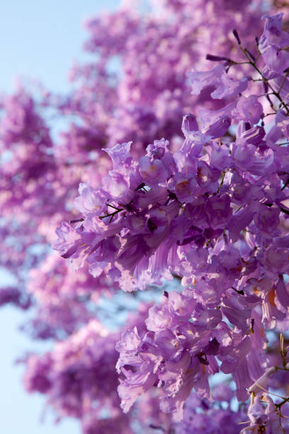 Blue Jacaranda flowers in the morning, taken at Sydney Royal Botanic Gardens, Summer