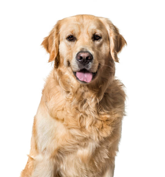 istock Golden Retriever against white background 1154944568