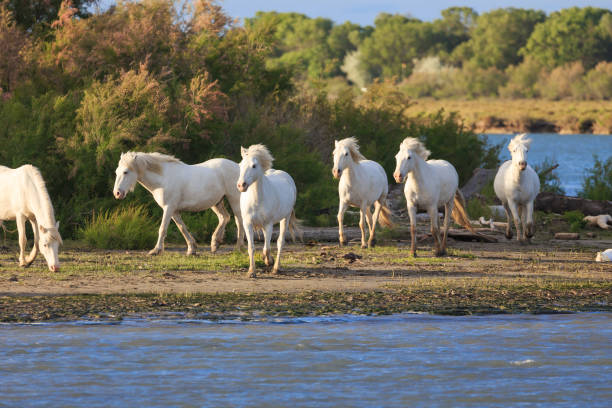 white horses in the camargue stock photo