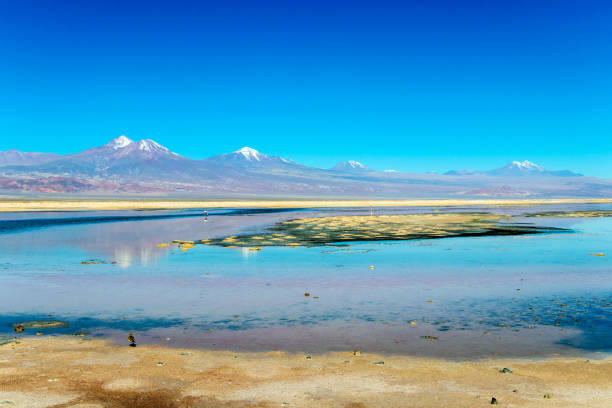 la laguna di chaxa: parte della riserva nazionale di los flamencos, posta nel mezzo del salar de atacama, cile - panoramic nature atacama region south america foto e immagini stock