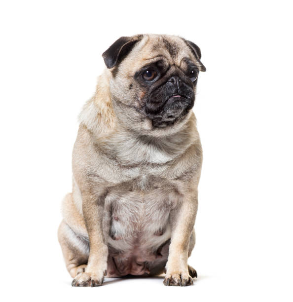 istock Old Pug dog sitting against white background 1154944783