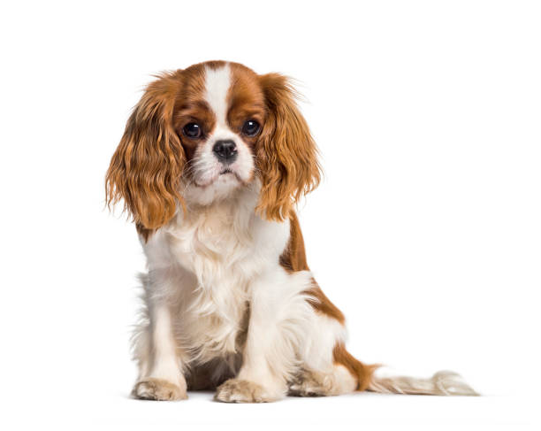 Puppy Cavalier King Charles Spaniel, dog Puppy Cavalier King Charles Spaniel, dog spaniel stock pictures, royalty-free photos & images