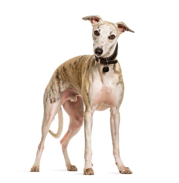 istock Sighthound dog standing against white background 1154945353