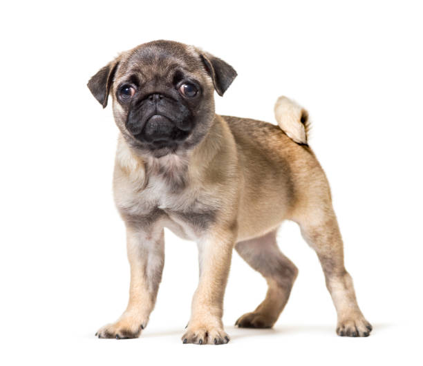 istock Pug Puppy standing against white background 1154945469