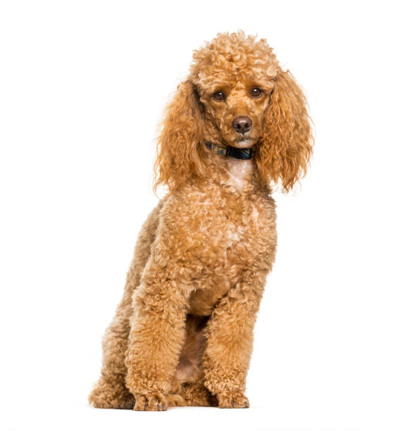 istock Poodle dog sitting against white background 1154945519