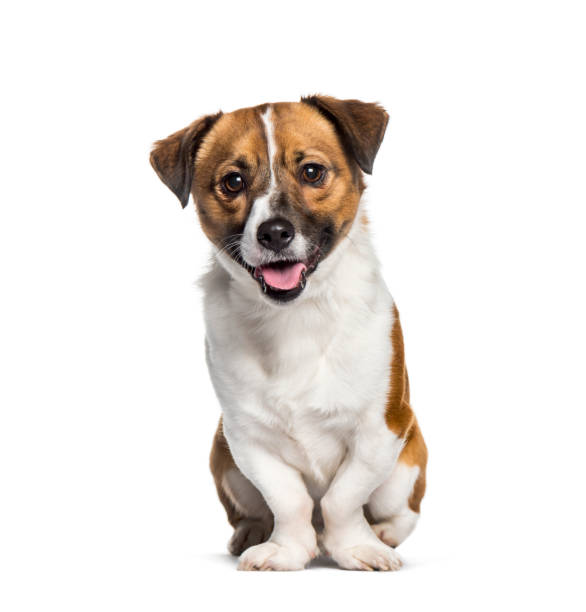 istock Panting Mixed-breed dog sitting against white background 1154945520