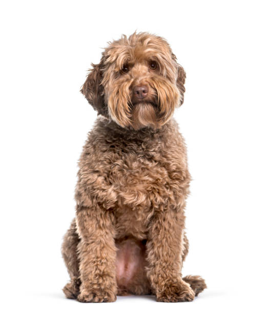 Labradoodle , 2 years, sitting against white background Labradoodle , 2 years, sitting against white background labradoodle stock pictures, royalty-free photos & images
