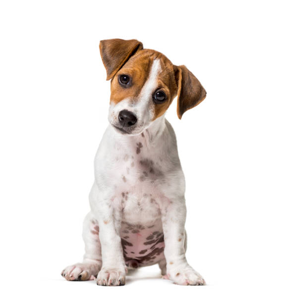 Two months old puppy Jack Russell terrier dog sitting against white background Two months old puppy Jack Russell terrier dog sitting against white background head cocked stock pictures, royalty-free photos & images