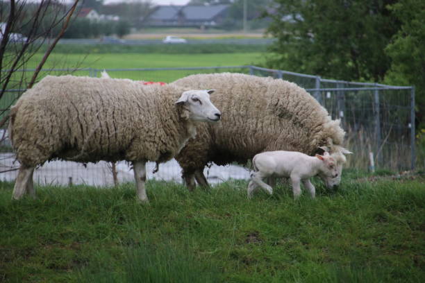 istock White and black sheeps with lamb on a meadow in Stompwijk the Netherlands 1154945930