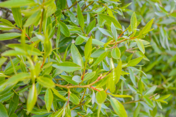 istock Willow tree branches with young green leaves as nature background 1154946220