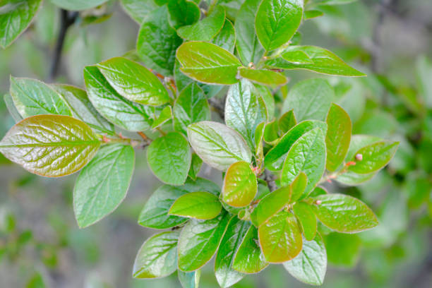 istock Nature in springtime with young leaves on bush branches 1154946243