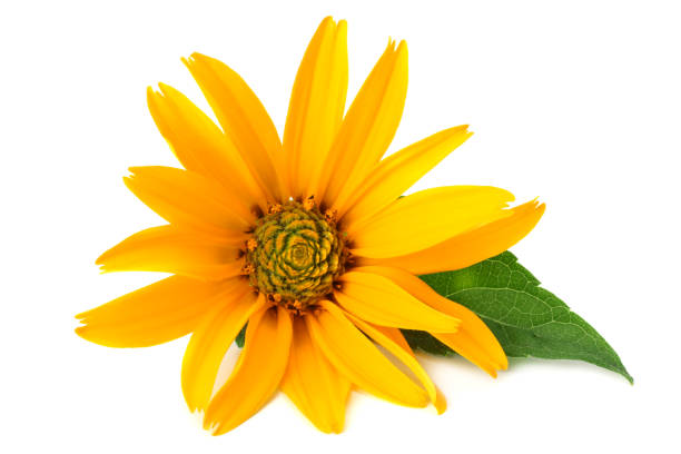 istock yellow flower with green leaf isolated on white background. 1154946624