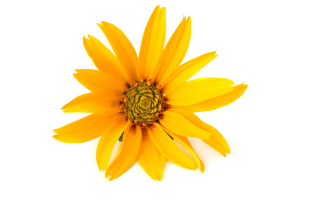 yellow flower head isolated on white background