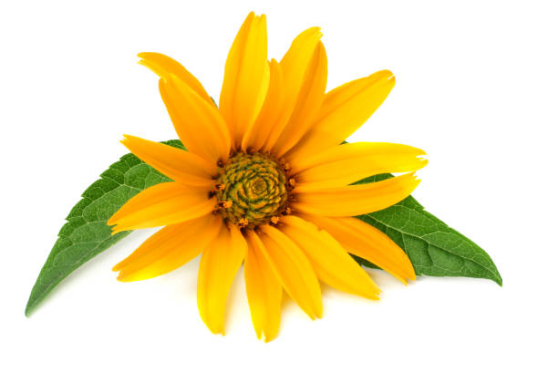 istock yellow flower with green leaf isolated on white background. 1154947350
