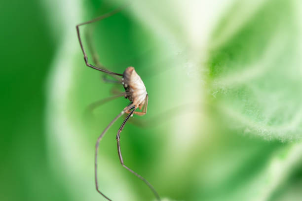 Macro photo, close up, insect, spider, Opiliones, Phalangiidae, Arthropoda, Harvestmen waiting to attack its prey (male)