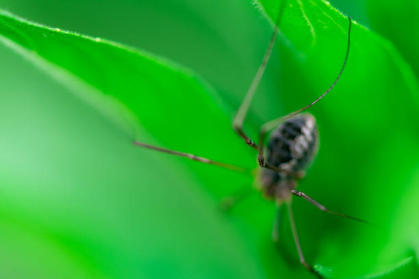 istock Harvestmen waiting to attack its prey (female) 1154947597