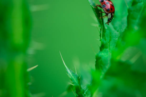 View of a ladybird on a green branch of a tree