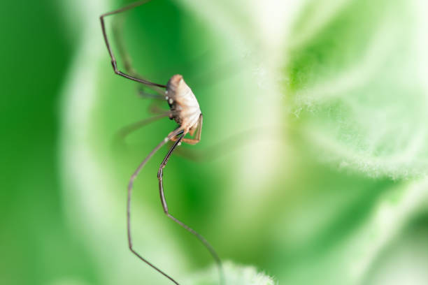 Macro photo, close up, insect, spider, Opiliones, Phalangiidae, Arthropoda, Harvestmen waiting to attack its prey (male)