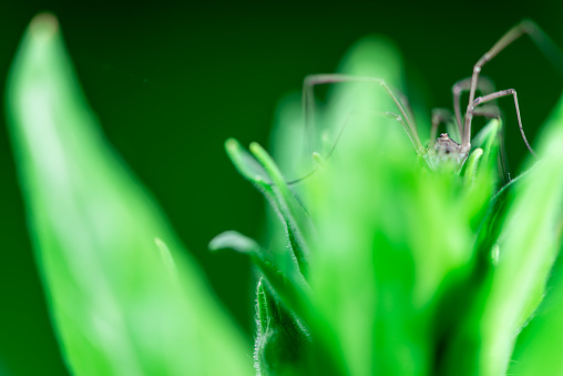 Macro photo, close up, insect, spider, Opiliones, Phalangiidae, Arthropoda, Harvestmen waiting to attack its prey (female)