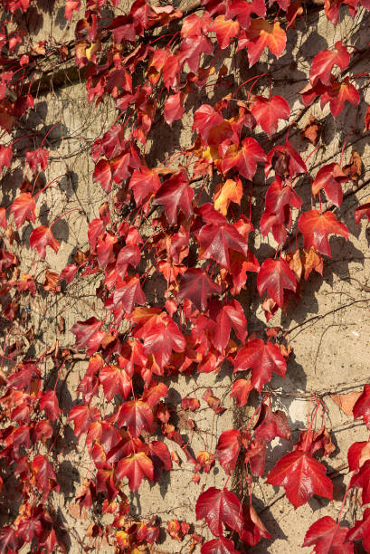istock Parthenocissus tricuspidata 1154948115