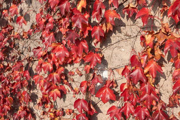 istock Parthenocissus tricuspidata 1154948123