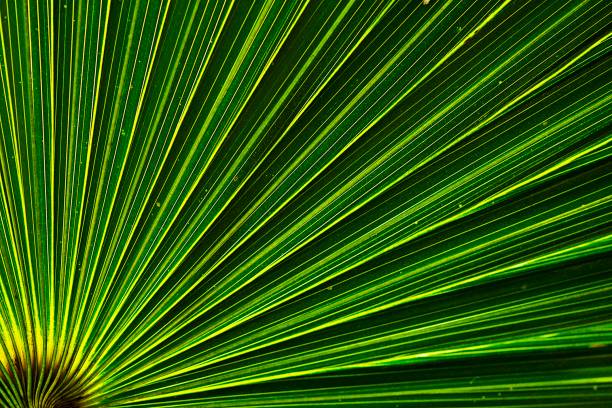 istock Closed up bright green palm leaf. 1154949441