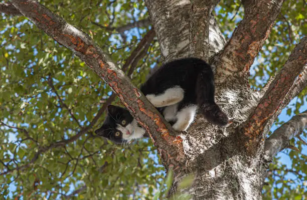 Photo of Frightened cat stuck on a branch in a tree.