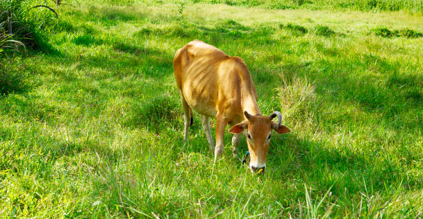 istock cow grazing green grass in fields 1154950768