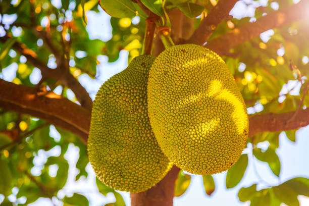 Jackfruit, tropical fruit on tree stock photo