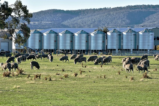 Natural sheep eating grass raising to wait for hair cuts in Australia.