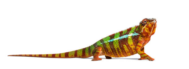 istock Panther chameleon, Furcifer pardalis against white background 1154952378