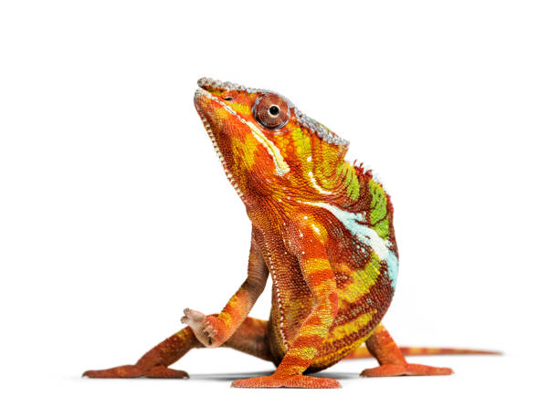 istock Panther chameleon, Furcifer pardalis looking at camera against white background 1154952393