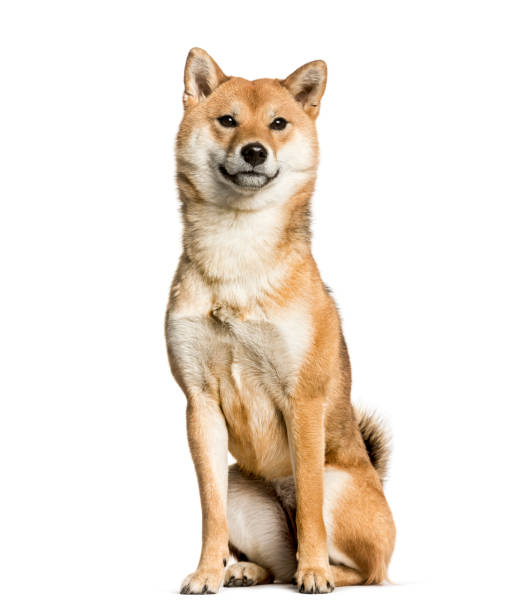 istock Shiba Inu sitting against white background 1154952423