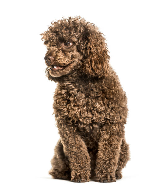 istock Toy poodle sitting against white background 1154952433