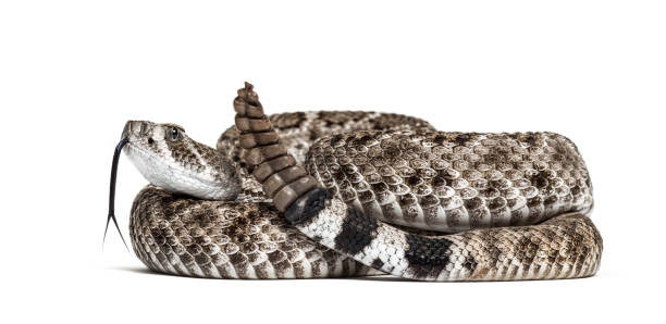 istock Crotalus atrox, western diamondback rattlesnake or Texas diamond-back, venomous snake against white background 1154952437