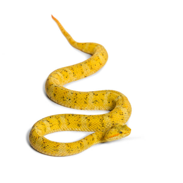 istock Bothriechis schlegelii, Bothriechis schlegelii, the eyelash viper, is a venomous pit viper against white background 1154952459
