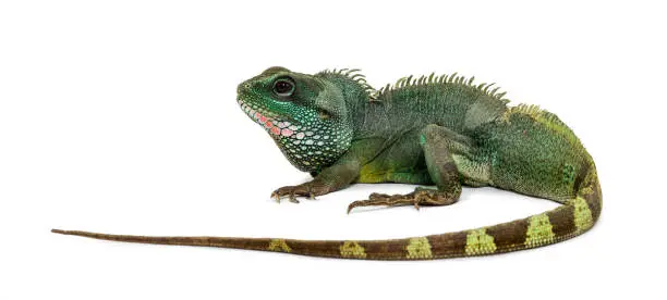 Chinese water dragon , Physignathus cocincinus, is a species of agamid against white background