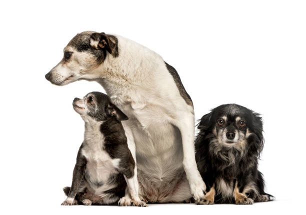 istock Mixed-breed dogs sitting against white background 1154952475