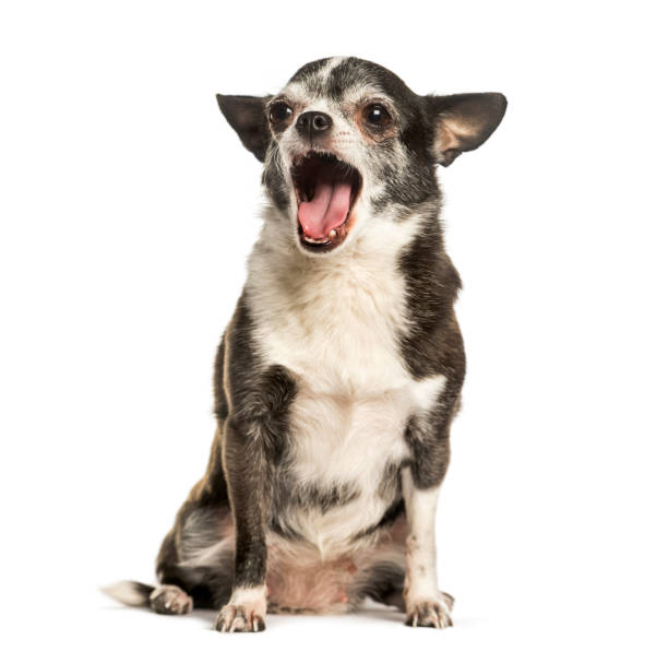 istock Chihuahua yawning against white background 1154952996