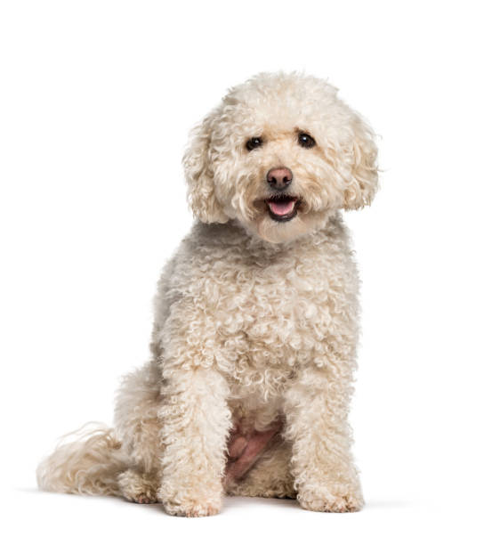 istock Maltese sitting against white background 1154953032