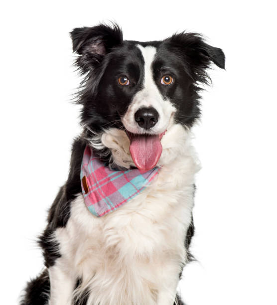 istock Panting Border collie looking at camera against white background 1154953060