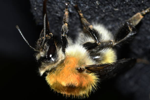 istock yellow-white bumblebee collects moisture close-up 1154953074