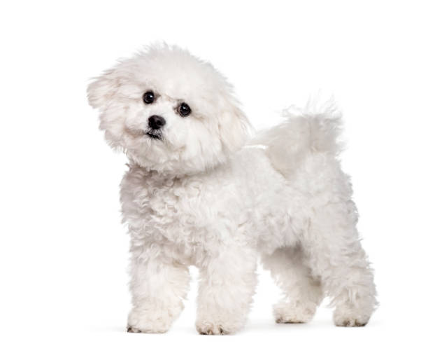 bichon frise staande tegen witte achtergrond - bichon frisé stockfoto's en -beelden